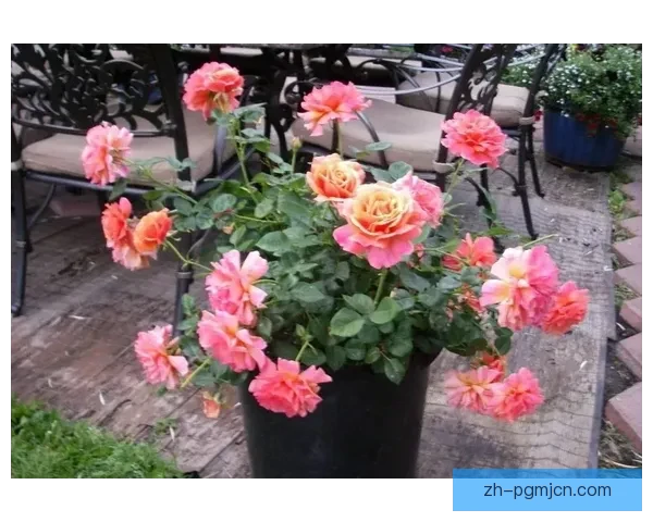 排球初学者必知的技巧和注意事项